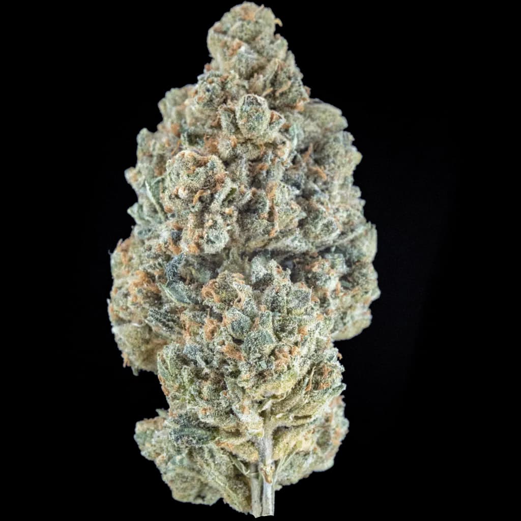 Polar Pulse | 7G Jar